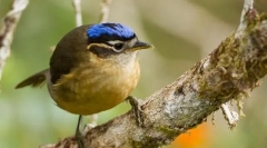 Sinegola ihritis kovalddi